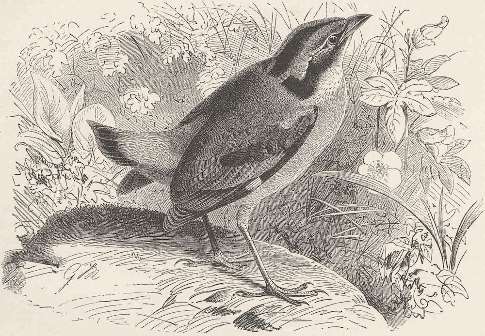 PERCHING BIRDS. Indian pitta 1894 old antique vintage print picture